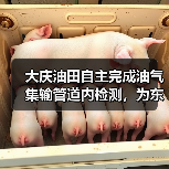 大庆油田自主完成油气集输管道内检测,为东北地区油气生产安全运行提供保障(图2) 大庆油田自主完成油气集输管道内检测,为东北地区油气生产安全运行提供保障(图2)