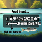 山东天然气管道重点工程——济青管道改造项目开工