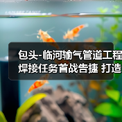 包头-临河输气管道工程焊接任务首战告捷 打造国内最长掺氢输送管道(图1) 包头-临河输气管道工程焊接任务首战告捷 打造国内最长掺氢输送管道(图1)