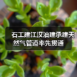 石工建江汉油建承建天然气管道率先贯通(图4) 石工建江汉油建承建天然气管道率先贯通(图4)