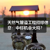 天然气管道工程招标信息:中标机会大吗?(图1) 天然气管道工程招标信息:中标机会大吗?(图1)