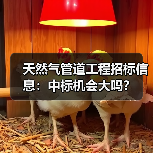 天然气管道工程招标信息:中标机会大吗?(图2) 天然气管道工程招标信息:中标机会大吗?(图2)